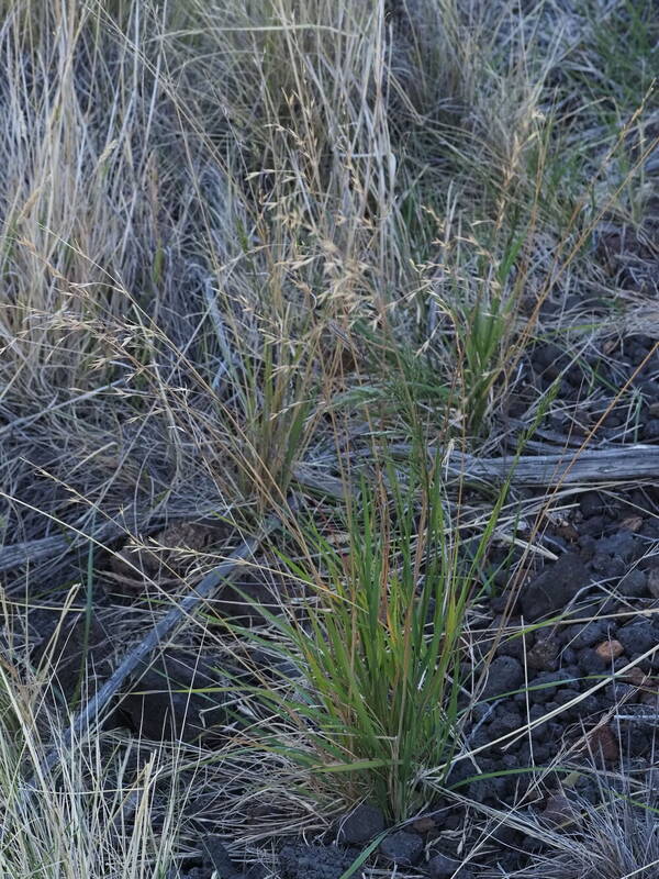 Bromus catharticus Plant