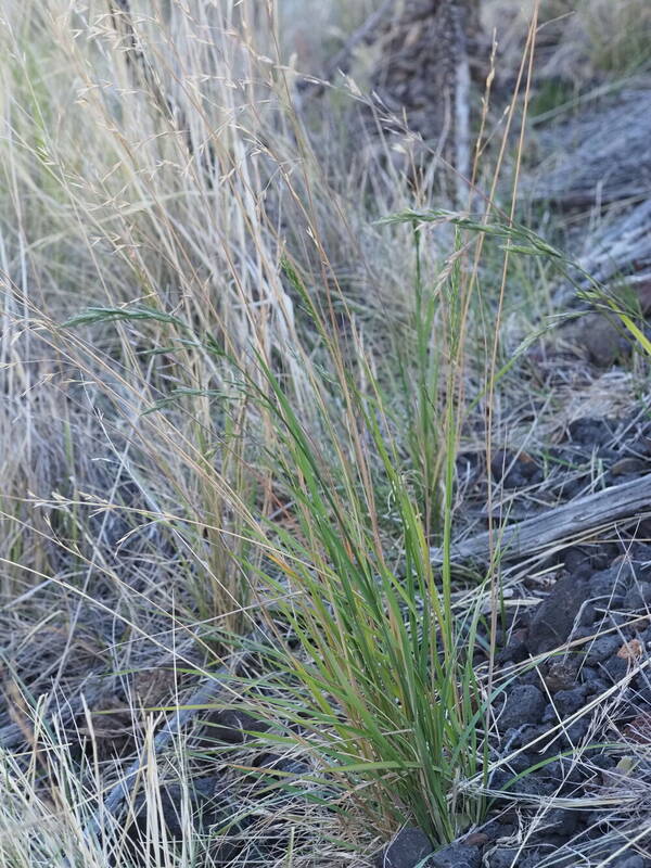 Bromus catharticus Plant