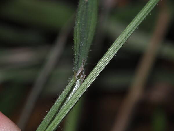 Bromus diandrus Collar