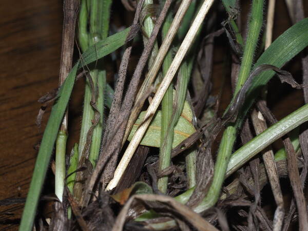 Bromus diandrus Collar