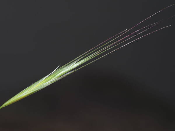 Bromus diandrus Spikelets