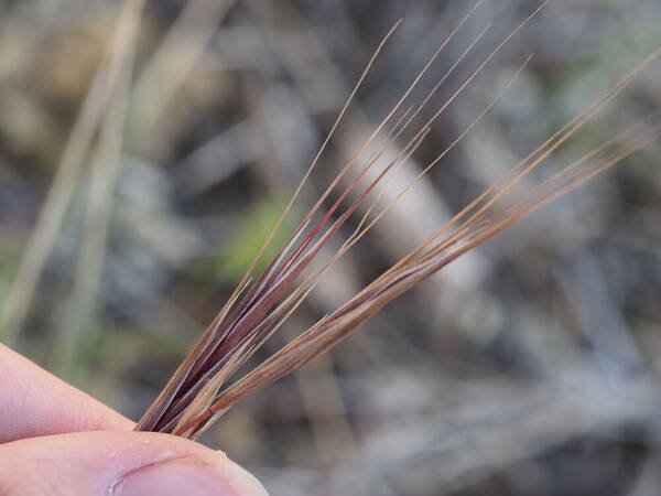 Bromus diandrus Spikelets