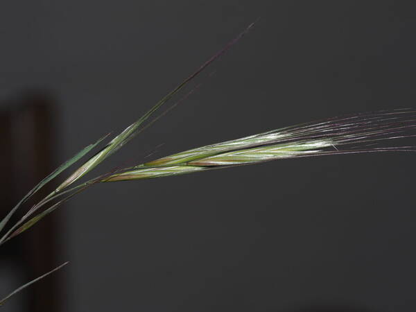 Bromus diandrus Spikelets