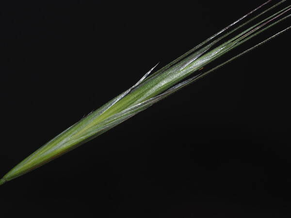 Bromus diandrus Spikelets