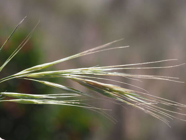 Bromus diandrus Spikelets