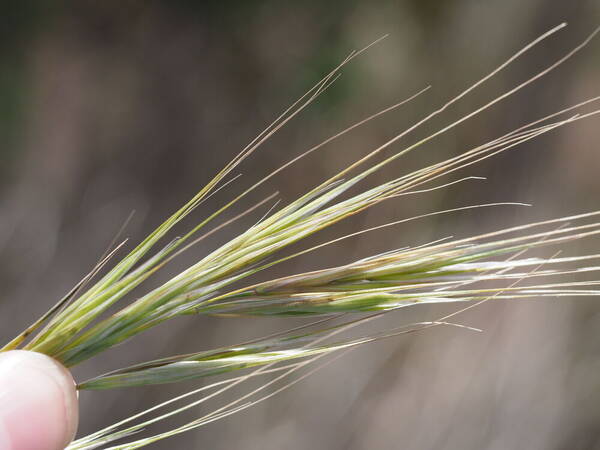 Bromus diandrus Spikelets