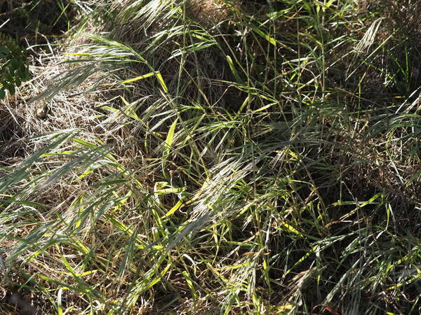 Bromus diandrus Habit