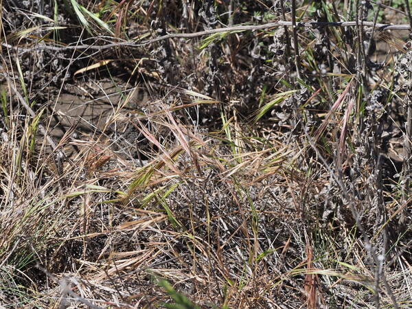 Bromus diandrus Habit