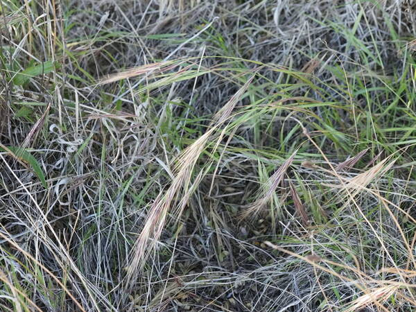 Bromus diandrus Habit