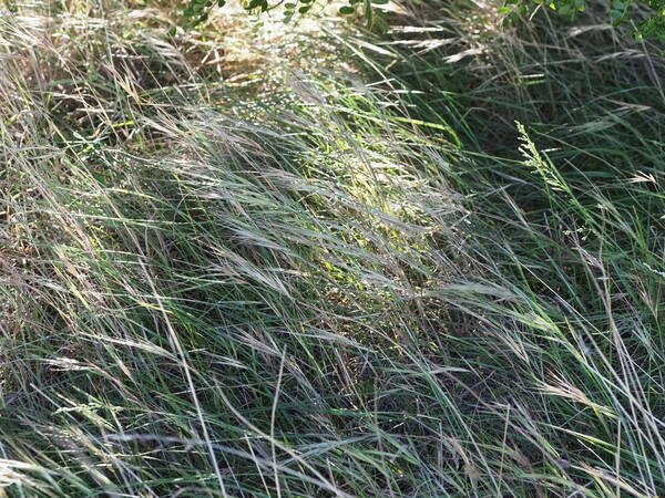 Bromus diandrus Habit