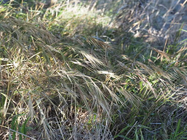 Bromus diandrus Habit