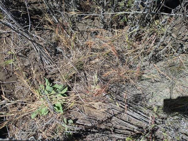 Bromus diandrus Habit