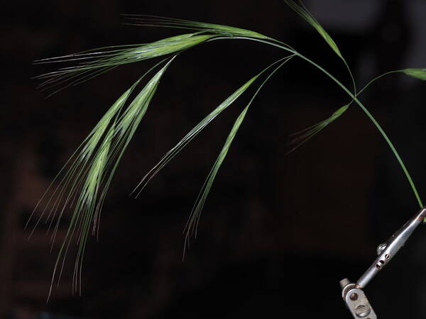 Bromus diandrus Inflorescence