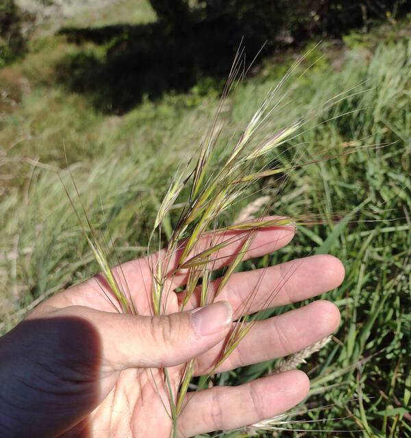 Bromus diandrus Inflorescence