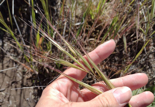 Bromus diandrus Inflorescence