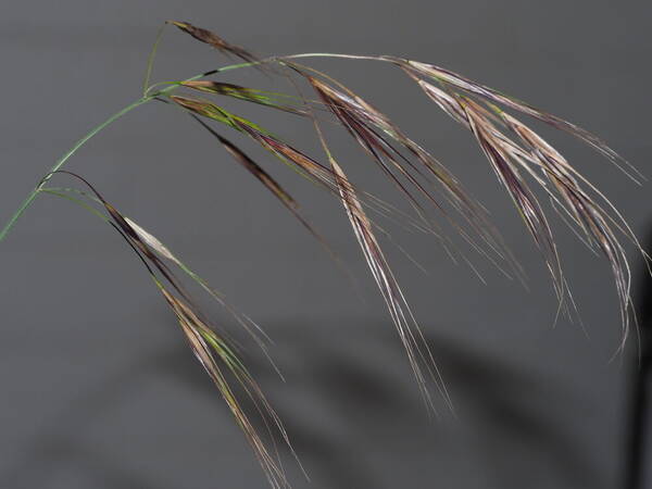 Bromus diandrus Inflorescence