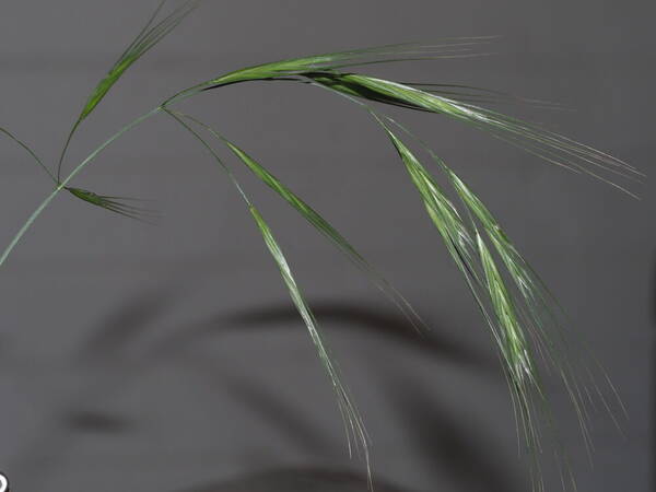 Bromus diandrus Inflorescence