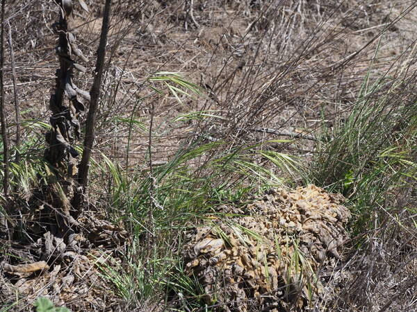 Bromus diandrus Plant