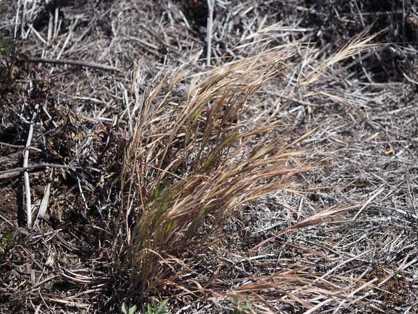 Bromus diandrus Plant