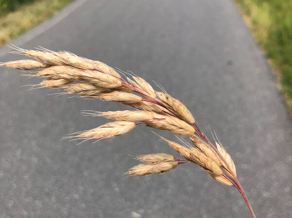 Bromus hordeaceus Inflorescence