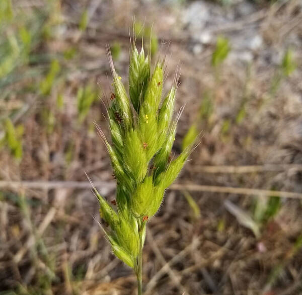 Bromus hordeaceus Inflorescence