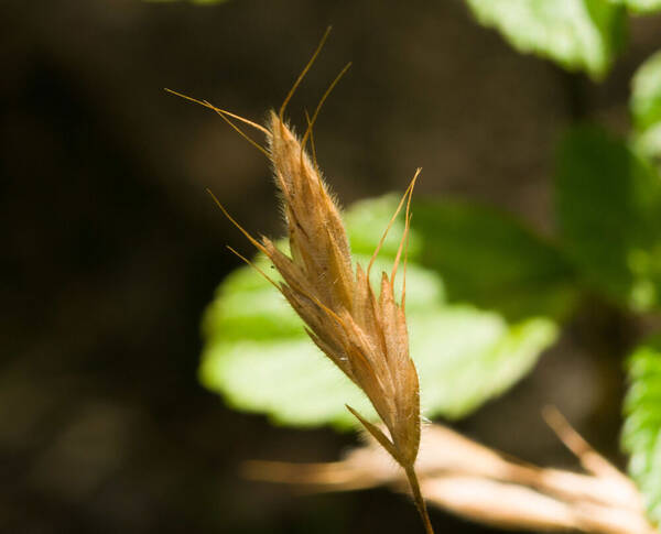 Bromus hordeaceus Inflorescence