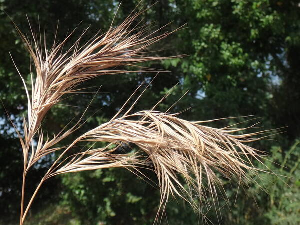 Bromus madritensis Inflorescence