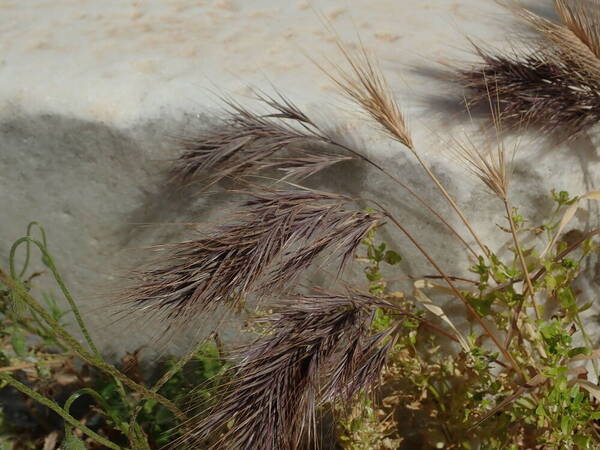 Bromus madritensis Inflorescence