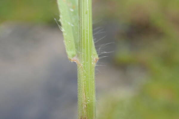 Bromus sterilis Collar