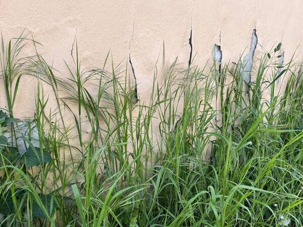 Bromus sterilis Habit