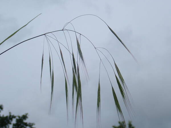 Bromus sterilis Inflorescence