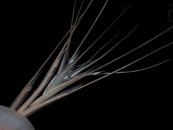 Bromus tectorum Spikelets