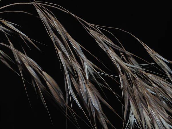 Bromus tectorum Spikelets