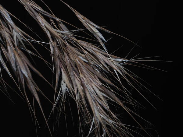 Bromus tectorum Spikelets