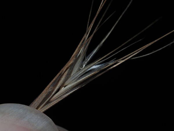 Bromus tectorum Spikelets