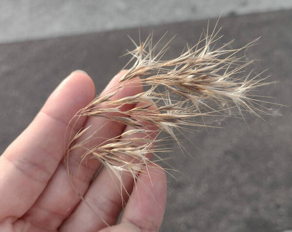 Bromus tectorum Inflorescence