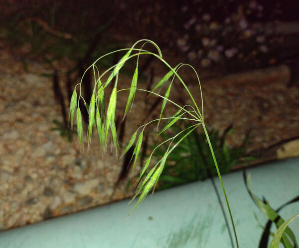 Bromus tectorum Inflorescence