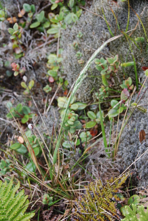 Calamagrostis expansa Inflorescence