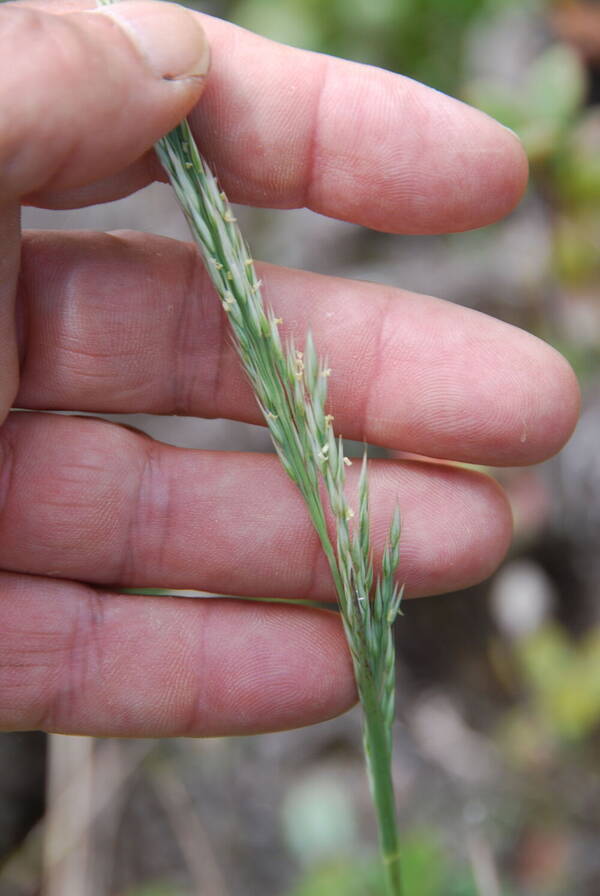 Calamagrostis expansa Inflorescence