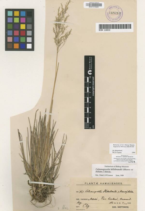 Calamagrostis hillebrandii Specimen