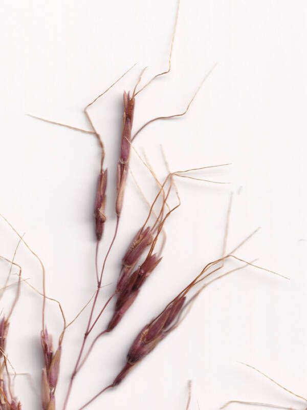 Capillipedium spicigerum Spikelets