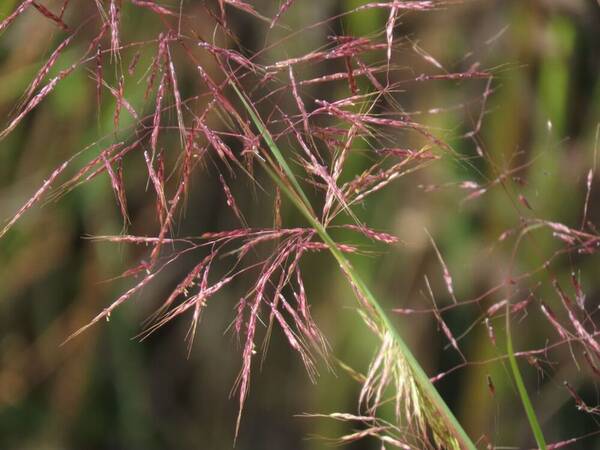 Capillipedium spicigerum Inflorescence