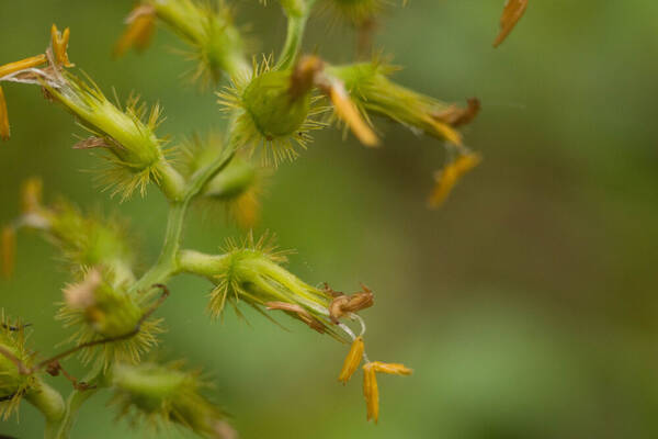 Cenchrus agrimonioides Spikelets