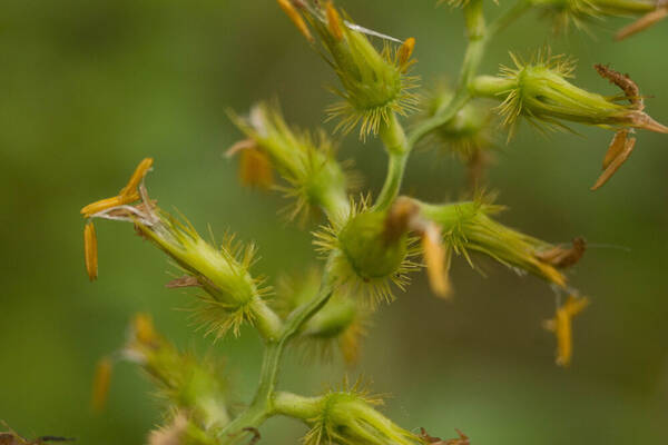 Cenchrus agrimonioides Spikelets