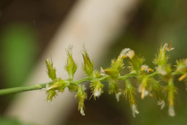 Cenchrus agrimonioides Spikelets