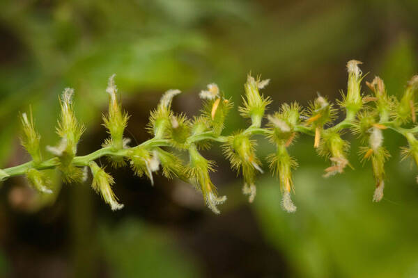 Cenchrus agrimonioides Spikelets