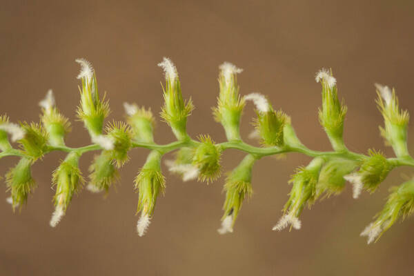 Cenchrus agrimonioides Spikelets