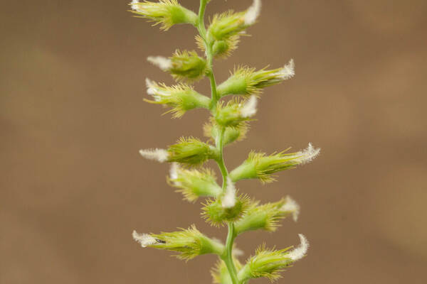 Cenchrus agrimonioides Spikelets