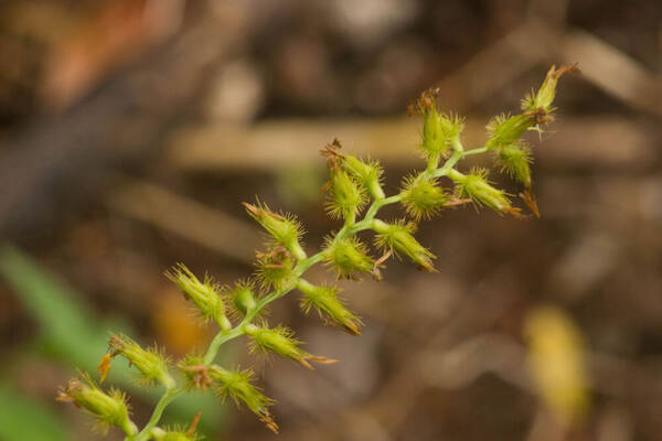 Cenchrus agrimonioides Inflorescence