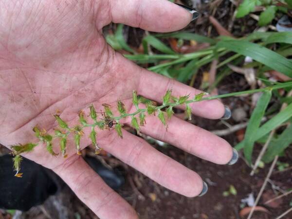 Cenchrus agrimonioides Inflorescence